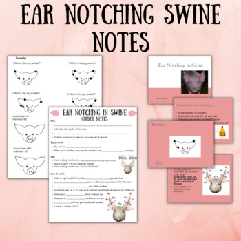 Preview of Ear Notching Swine Notes