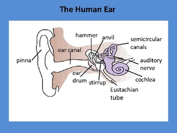 Ear Parts & Hearing Lesson Bundle: Power Point, Worksheets, Lab, Quiz