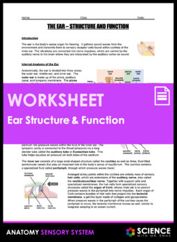 Preview of Ear Anatomy Worksheet Sense of Hearing Inner Outer Middle Ear Cochlea Auditory