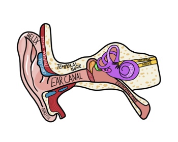 Preview of Ear anatomy (white background) Poster/Print