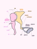 Ear ossicles diagram with drawing page