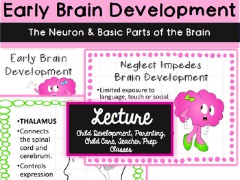 Preview of Early Brain Development- The Neuron and Basic Parts of the Brain- Lecture