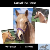 Ears of the Horse Activity