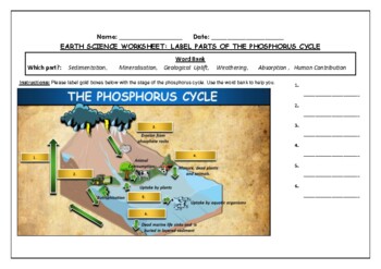 Preview of Earth Science worksheet: Label parts of the Phosphorus Cycle