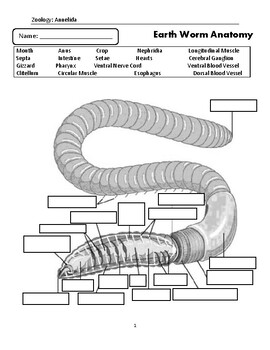 Earthworm anatomy