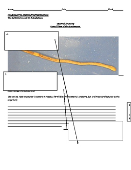 Preview of Earthworm Adaptations through Dissection