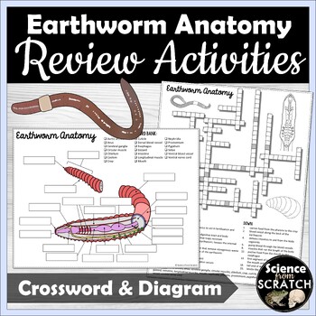 Earthworm Anatomy Labeling Diagram and Crossword