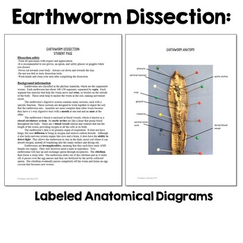 Earthworm Dissection & Anatomy Lab- High School Biology or Middle School