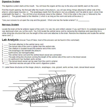 Earthworm Anatomy Worksheet Answers - Aflam-Neeeak