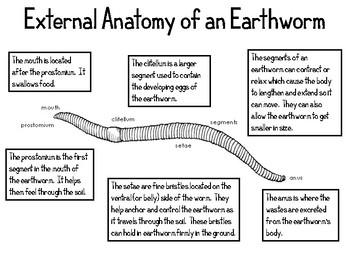 earthworm simple external anatomy