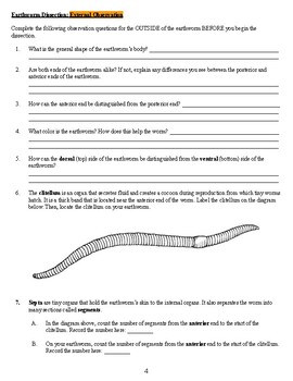 Earthworm Dissection Lab Worksheet Answer Key