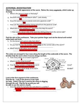 Earthworm Dissection Lab And Key By Science Guy Math Girl Tpt