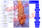 Earthworm Dissection Labeling PRINT & DIGITAL 