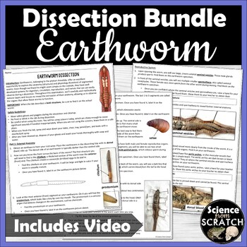 Preview of Earthworm Dissection - High School or Middle School - Zoology