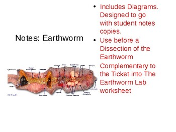 Preview of Earthworm Dissection notes (PowerPoint)