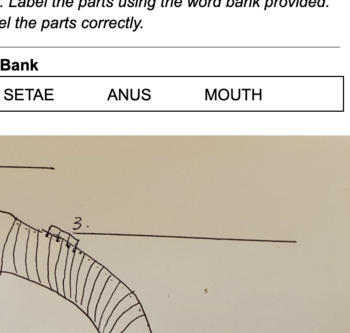 earthworm simple external anatomy