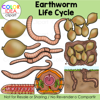 Preview of Earthworm Life Cycle