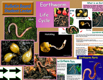 Earthworm Life Cycle - Comprehensive Unit on Worms by Galloping Turtle ...