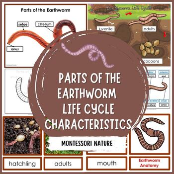 Preview of Earthworm Life Cycle and Parts of the Earthworm Montessori