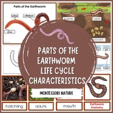 Earthworm Life Cycle and Parts of the Earthworm Montessori