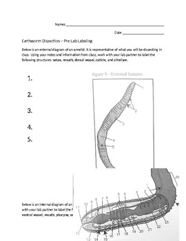 Earthworm Anatomy Quiz - Aflam-Neeeak