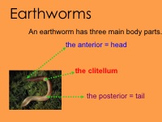 Earthworm Smartboard Lesson