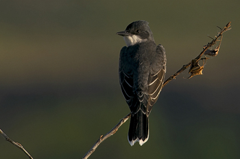 Preview of Eastern Kingbird (Tyrannus tyrannus) Powerpoint photo for sale. $10