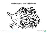 Echidna Poster and Colour In Worksheet, Australian Animal 