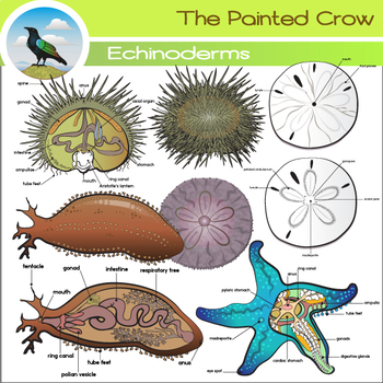 Echinoderm Clip Art Set - Sea Urchin - Sand Dollar - Starfish Anatomy