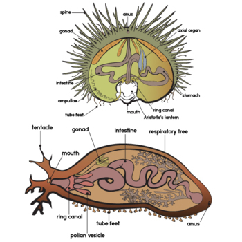 sea urchin test anatomy