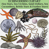 Echinoderm Clipart (Life Cycle and Anatomy Clip Art)