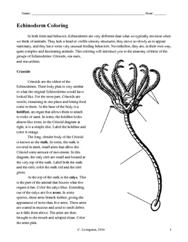 Preview of Echinoderm Coloring Packet