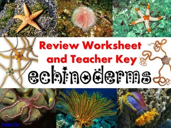 Preview of Echinoderm Review Worksheet for Biology or Zoology