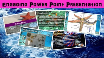 Echinoderms Lesson with Power Point, Worksheet, and Creative Activity