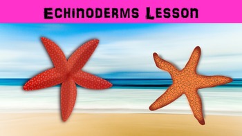 Preview of Echinoderms Lesson with Power Point, Worksheet, and Creative Activity