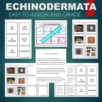 Preview of Echinoderms (Sea Star, Urchin, Cucumber) Sort & Match STATIONS Activity