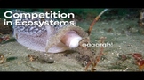 Ecological Competition- Competition in an Ecosystem