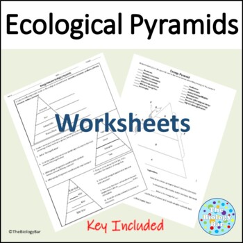 Preview of Ecological Energy Pyramid Worksheet 