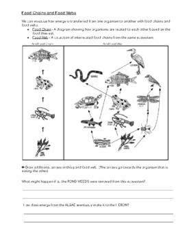 Energy Flow and Feeding Relationships (Food Webs, Trophic Levels)