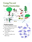 Energy Flow and Feeding Relationships (Food Webs, Trophic Levels)