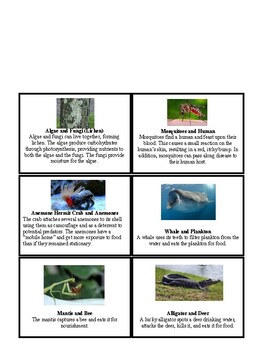 Preview of Ecological Relationships Card Sort