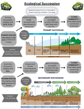 Preview of Ecological Succession Graphic Notes / Reference Notes