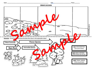 Primary And Secondary Succession Worksheet