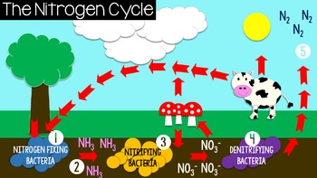 nitrogen cycle animation