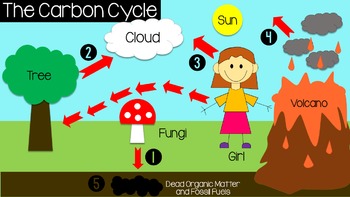 Ecology: Biogeochemical Cycles (Carbon, Nitrogen, and Water) | TPT