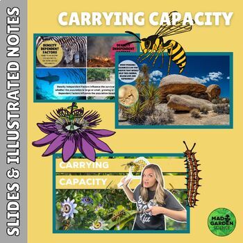 Preview of Ecology: Carrying Capacity Slides & Illustrated Notes | Differentiated