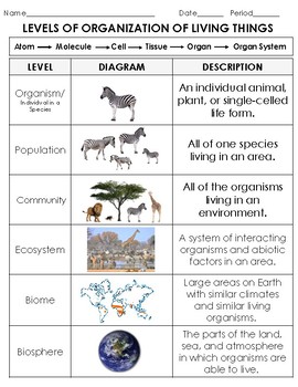 Ecology Levels of Organization Sort: Organism to Biosphere, cut and paste