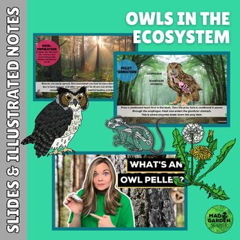 Preview of Ecology: Owls in the Ecosystem Slides & Illustrated Notes | Differentiated