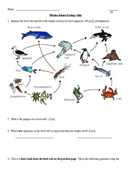 Ecology Quiz (Food Webs and Trophic Levels) by Jill Blasi | TPT