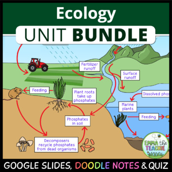 Preview of Ecology UNIT Digital Activities, Quizzes & Doodle Notes for Ecology Curriculum